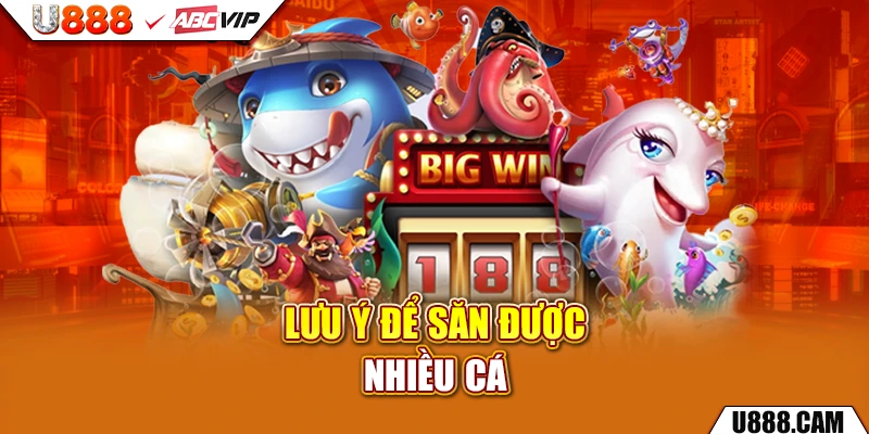 Lưu ý để săn được nhiều cá